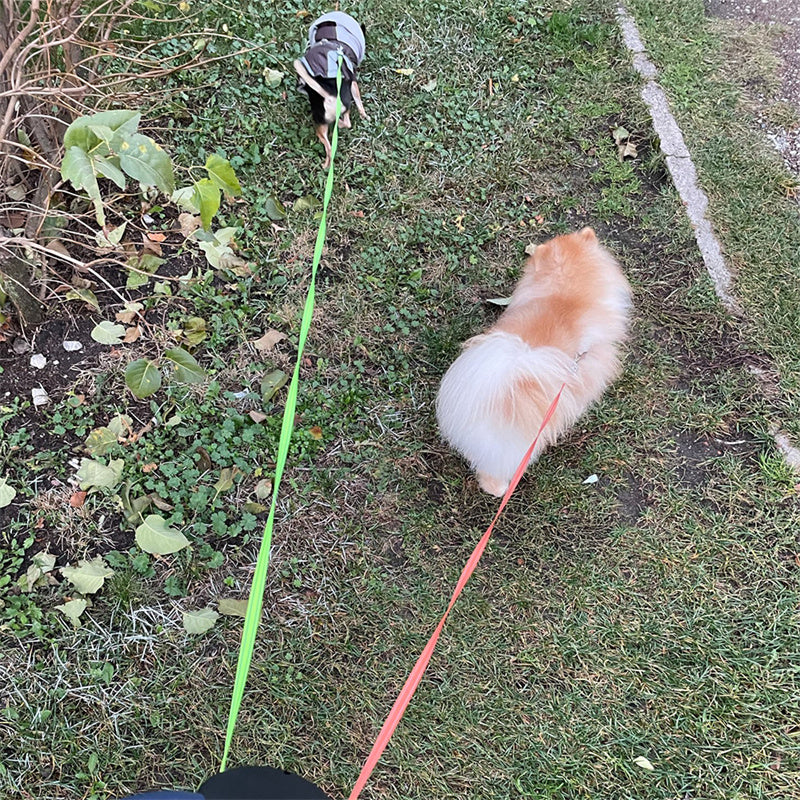 Double Dog Walking Leash with LED Light and Comfort Grip
